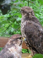 rapace