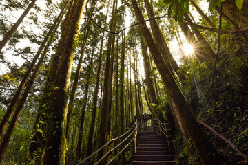 Sunshine go through high altitude woods and trail in Nantou, Taiwan.