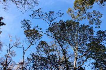 秋の風景　山の中の木と空