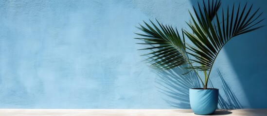 Palm tree in front of blue brick wall.