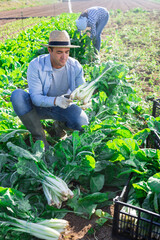 Farmer and his assistant harvesting ripe mangold on farm plantation