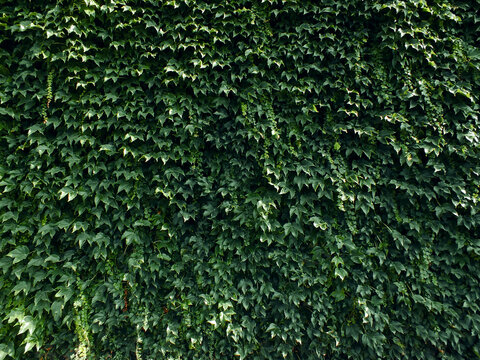 Green wall background, Ivy texture, Wall covered with green leaves, Natural ivy leaves pattern backdrop.
