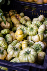 New harvest of fresh ripe green tomatoes close up
