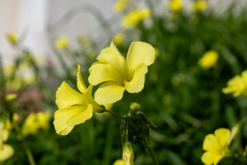 Countryside landscape with trees in spring season with colorful blossom of wild yellow flowers