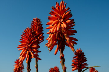 Aloe vera plantation, cultivation of aloe vera, healthy plant used for medicine, cosmetics, skin care, decoration