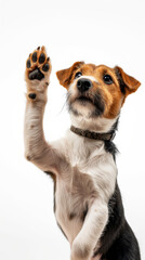 Eager Terrier Paw Up.
An eager terrier with one paw up against a white backdrop.