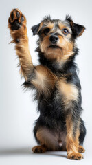 Small Dog Paw Up.
A small black and tan dog stands on hind legs, paw raised in a playful stance.