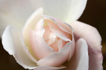 シックなアイボリーとピンク色のバラの花アップ（自然光＆ストロボ・マクロレンズ接写）