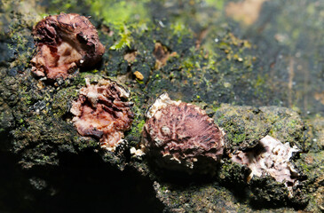 Active shiitake mushroom bed and shiitake mushrooms showing their faces (Wildlife closeup macro photograph)