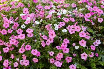 Fototapeta premium Petunia, purple Petunias in the pot. Lush blooming colorful common garden petunias in city park. Family name Solanaceae, Scientific name Petunia