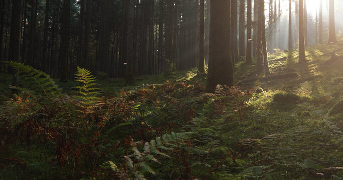 Magic sunny forest landscape with fern plants.