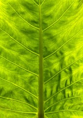 green leaf texture
