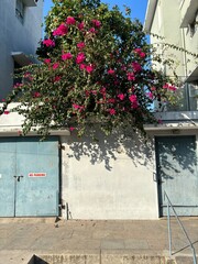 old house with flowers