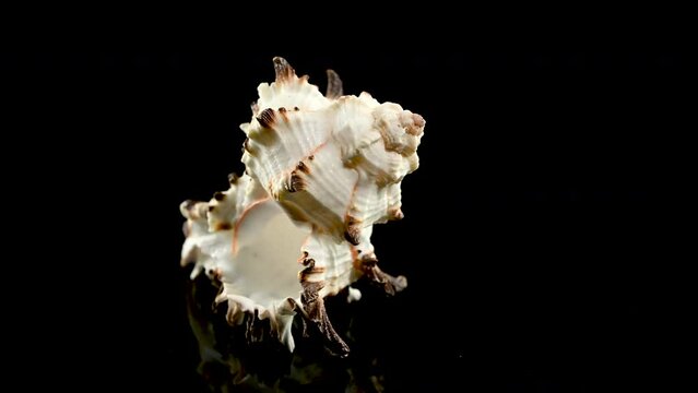 Murex Indivia Longspine Shell on a black background 4K