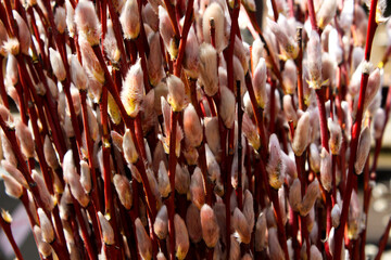 
A bouquet of open willow or willow buds illuminated by the bright sunб a lot of flowers in the garden