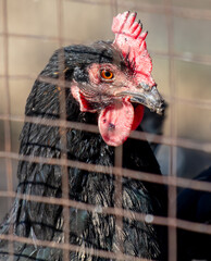 Portrait of a chicken behind a metal mesh