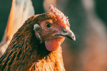 Portrait of a chicken on a farm