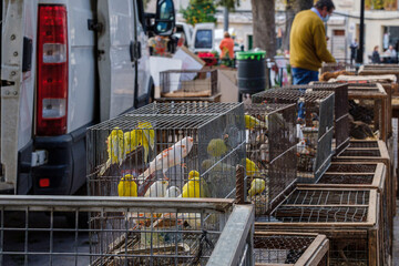 cage with canaries for sale, weekly market, Sineu, Mallorca, Balearic Islands, Spain