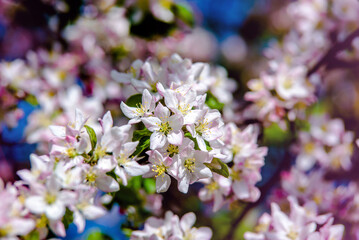 appletree blossom branch in the garden in spring