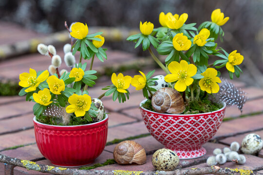 Winterlinge Eranthis hyemalis in Porzellanschalen als Fr&uuml;hlingsgarten-Dekoration
