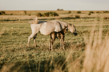Obraz premium Horse an foal