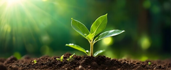 A beautiful green little plant coming out of the earthen soil with a beautiful blurred green background with sunbeams with space for inscriptions or logos. Green planet concept.
