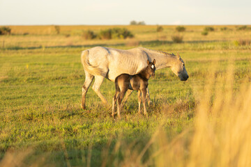 Horse and foal in field