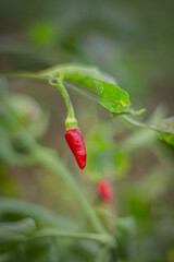 red chili on the tree