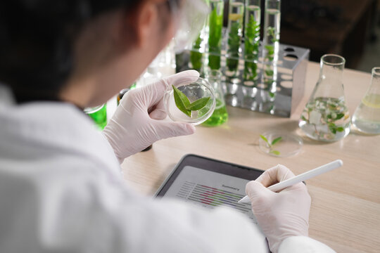 Young Scientist woman, laboratory and test tube with plants, research and analysis of leaves for ecology. science expert, health and care study of plant for pharma, medicine or sustainable medicine.