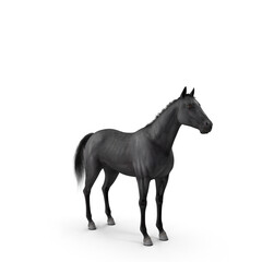 Obraz na płótnie Canvas Black Horse Fur PNG