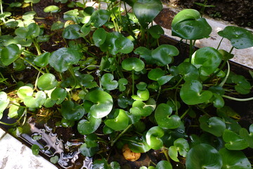 An aquatic plant with green leaves, the scientific name Heteranthera reniformis, grows abundantly in ponds.
