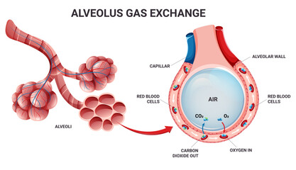 Alveolus oxygen and carbon dioxide exchange in lungs - obrazy, fototapety, plakaty