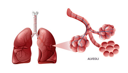 Lungs anatomy with detailed alveolus structure