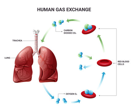 Human gas exchange with erythrocytes diagram