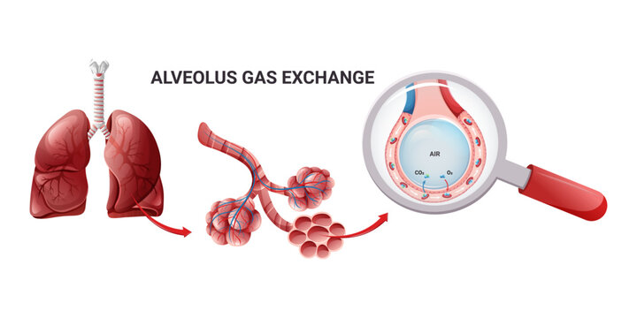 Human lungs, alveoli structure and gas exchange scheme