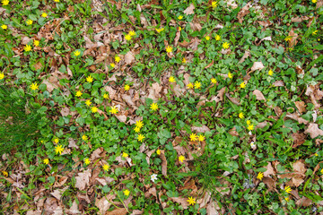 Lesser celandine flowers on the ground