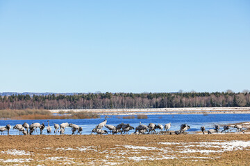 Cranes on a meadow by a lake in springtime