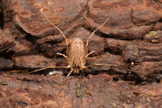 Closeup on a brown harvestman, Oligolophus tridens on the underside of a tree