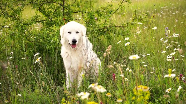Daisies white dog Maremma Sheepdog in a wreath of daisies sits on a green lawn with wild flowers daisies, walks a pet. Cute photo with a dog in a wreath of daisies.