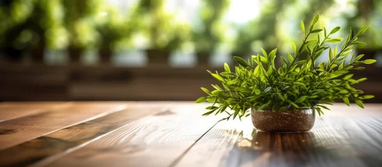 Fensteraufkleber Green plant in pot on wooden table and green wall background © andri