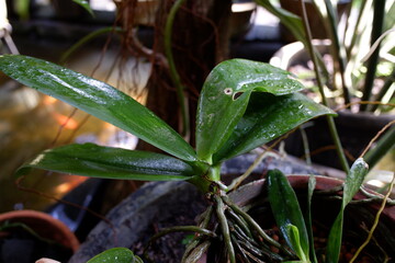 moon orchid plant in the yard, wet after being splashed with water