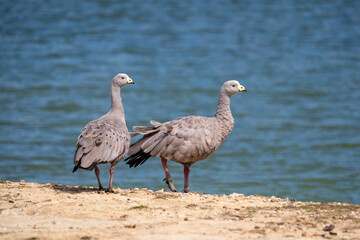 A pair of Cape Barren geese