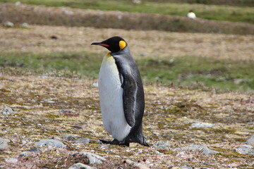 King Penguin (Aptenodytes patagonicus), Fortuna Bay, South Georgia.