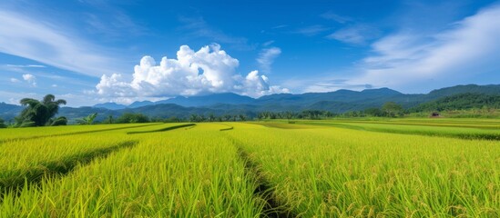 Fototapeta na wymiar Unlimited rice fields under a blue sky.