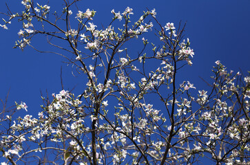 Orchid Tree, Purple Bauhinia
