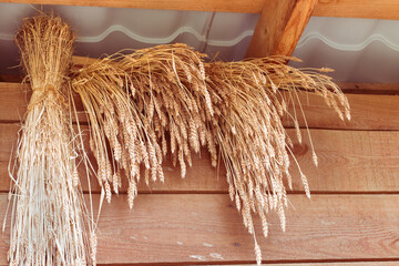 Bunches of cereal plants are dried under the roof of a barn in the open air. Wooden natural red background. Agriculture.