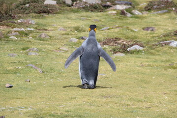 King Penguin (Aptenodytes patagonicus), Fortuna Bay, South Georgia. © SJM 51