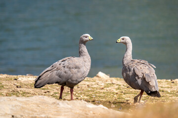 Obraz na płótnie Canvas A pair of Cape Barren geese