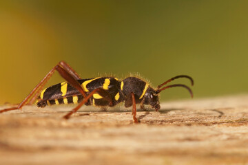 Closeup on a colorful harmless wasp-mimicking longhorn beetle, Clytus arietis