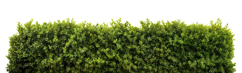 Lush green hedge trimmed neatly, cut out - obrazy, fototapety, plakaty